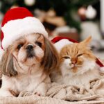Dog and Cat lying next to each other wearing Santa hats
