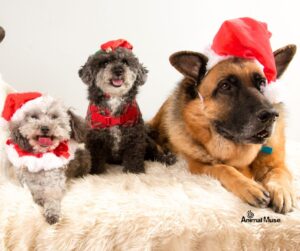 3 dogs lying on bed wearing Christmas Hats
