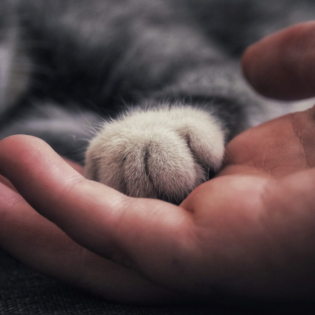 Cat gently resting its paw in a human hand, showing trust and connection.