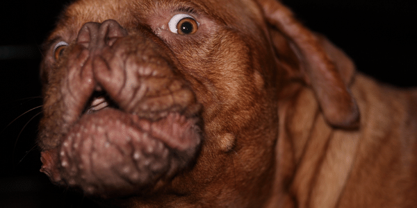 Scared dog with big eyes
