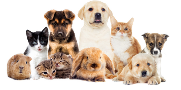a group of different pets