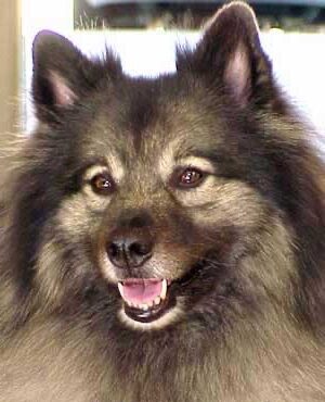 KC, a smiling Keeshond with fluffy gray and black fur and bright, expressive eyes, who guided Cat to become an Animal Communicator.