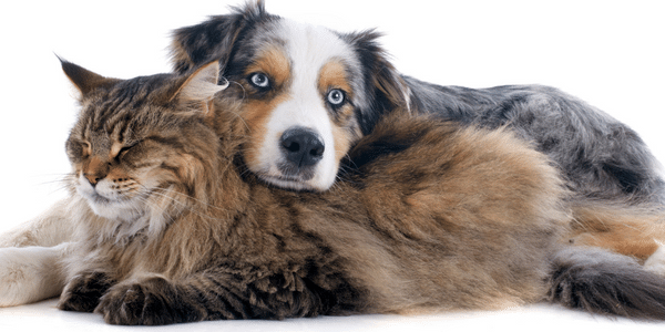 dog and cat lying together