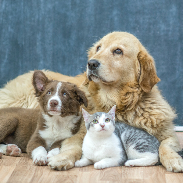 Dogs and cat