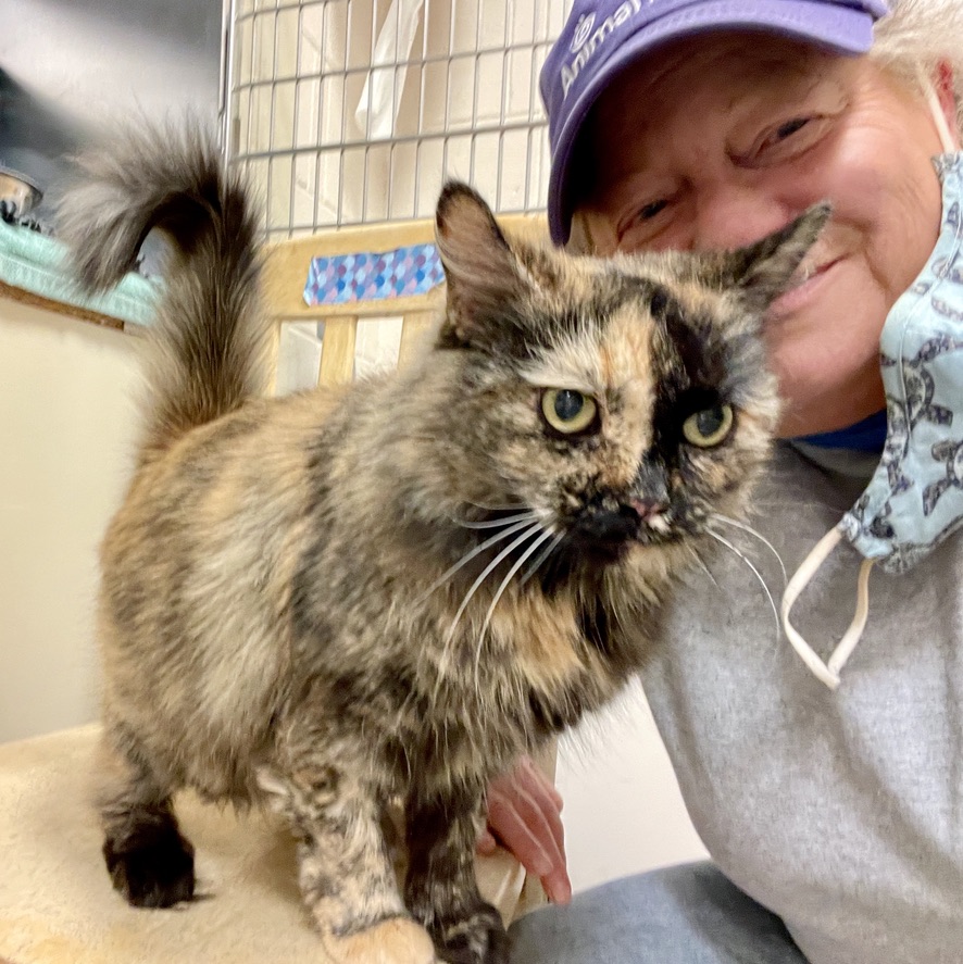 Cat Malkin connecting with a shelter kitten during an animal communication session