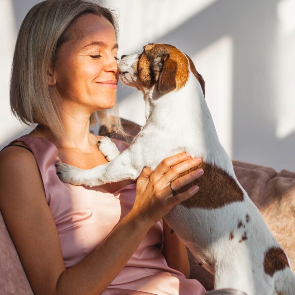 Jack Russell Kissing His Person