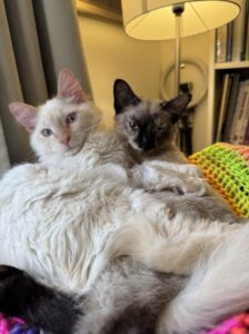 kittens cuddling together