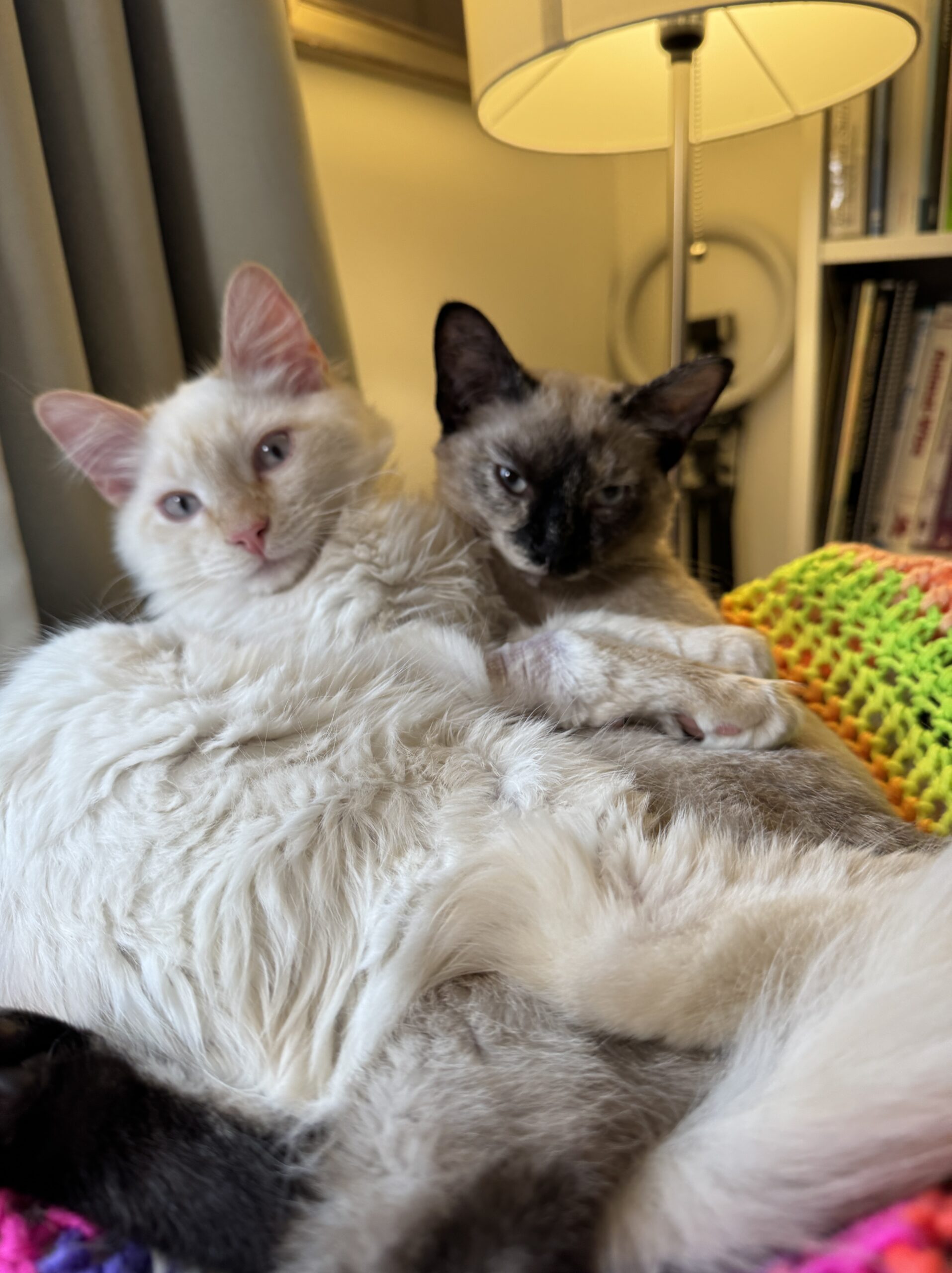 Communicating With Kitten When Baby Is Crying Reference: Kitten Drama Trusting My Intuition Cathy Malkin Animal Muse Communication