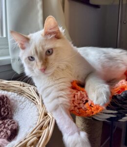 Maine Coon Cat shows his injured leg