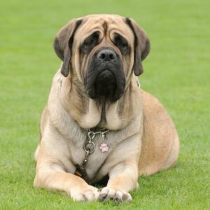 english mastiff lying down
