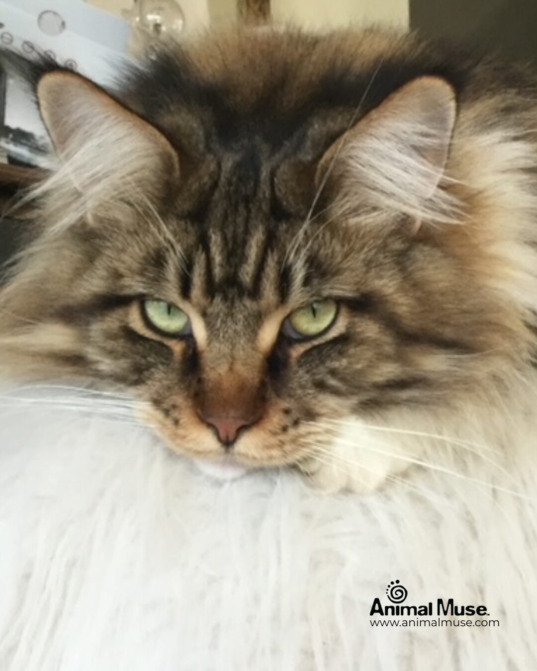 Maine Coon Cat looking at camera