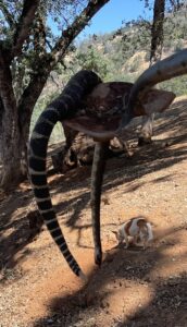 Rattlesnake in tree