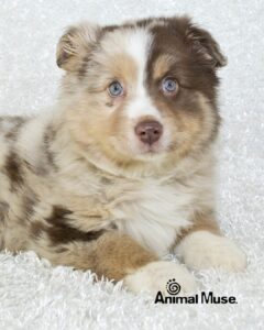 Australian Shephard Puppy