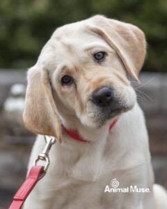 Yellow Lab puppy