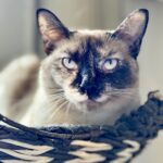 Minnie the tortie siamese