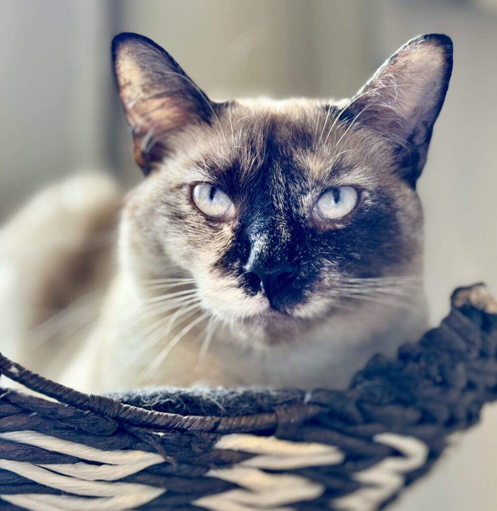 Minnie the tortie siamese