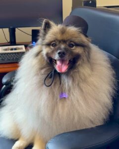Keeshond Yogi Bear