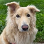 Golden retriever mix