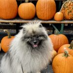 Dog sitting among pumpkins at fall harvest, symbolizing peace, gratitude, and connection with pets.