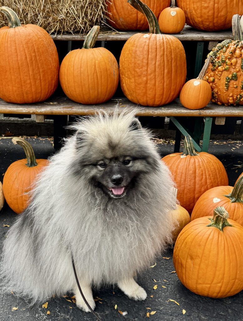 Dog sitting among pumpkins at fall harvest, symbolizing peace, gratitude, and connection with pets.