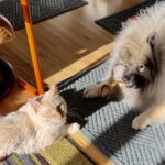 cat and dog sitting in winter sunlight.