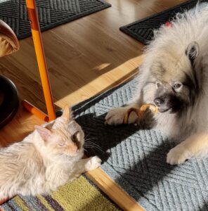 cat and dog sitting in winter sunlight.
