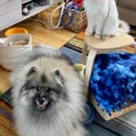 Fluffy dog resting on the floor while a cat sits on a stool in a cozy living room, representing pet behavior and communication.