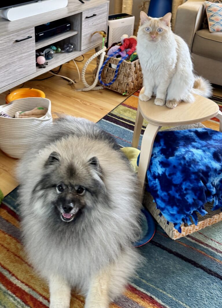 Yogi Bear, a fluffy gray dog, and Finnegan, a flame point cat, sitting together in a cozy home, inviting connection and calm during a Pet Meditation Circle