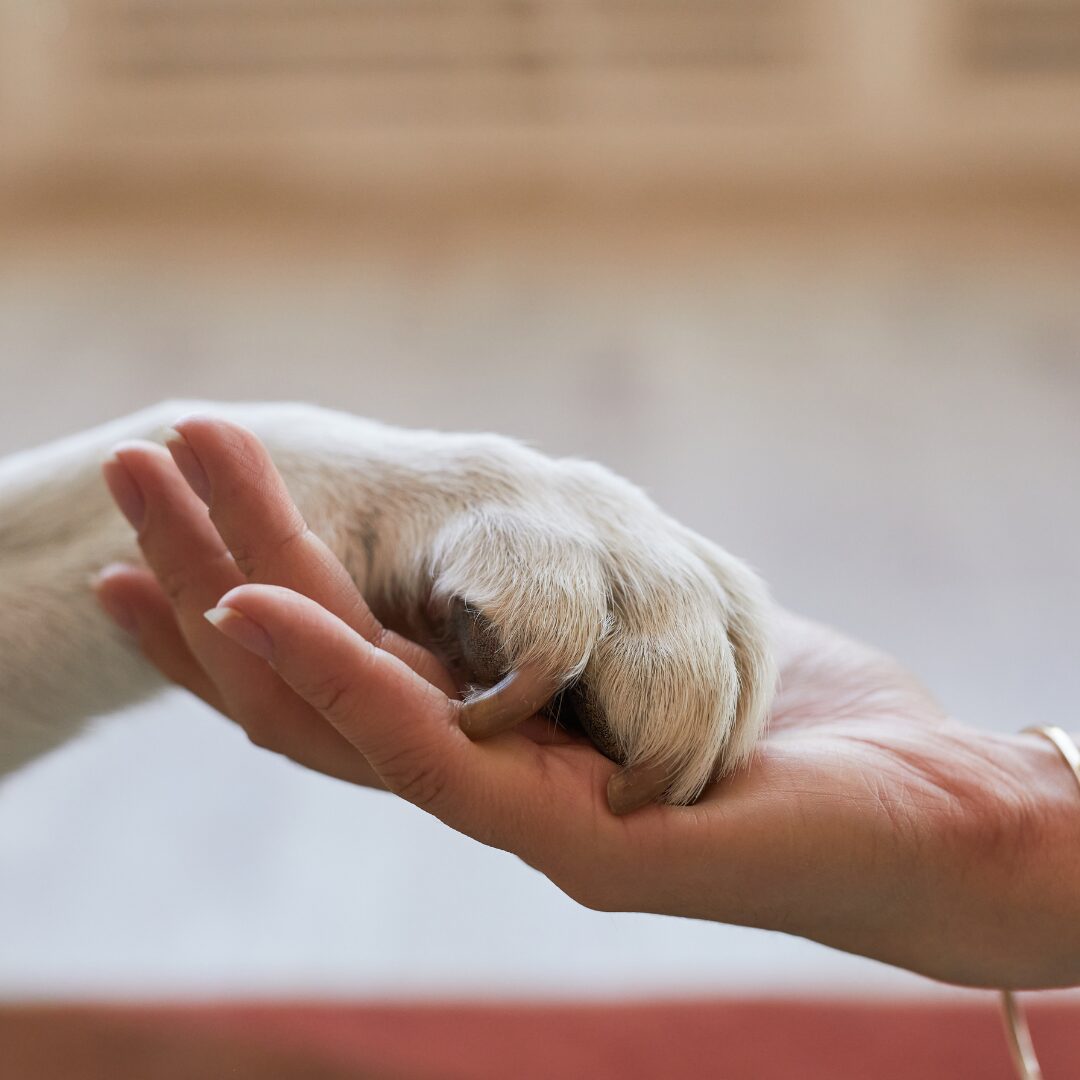 Dog’s paw resting in a person’s hand symbolizing connection, support, and comfort during pet loss