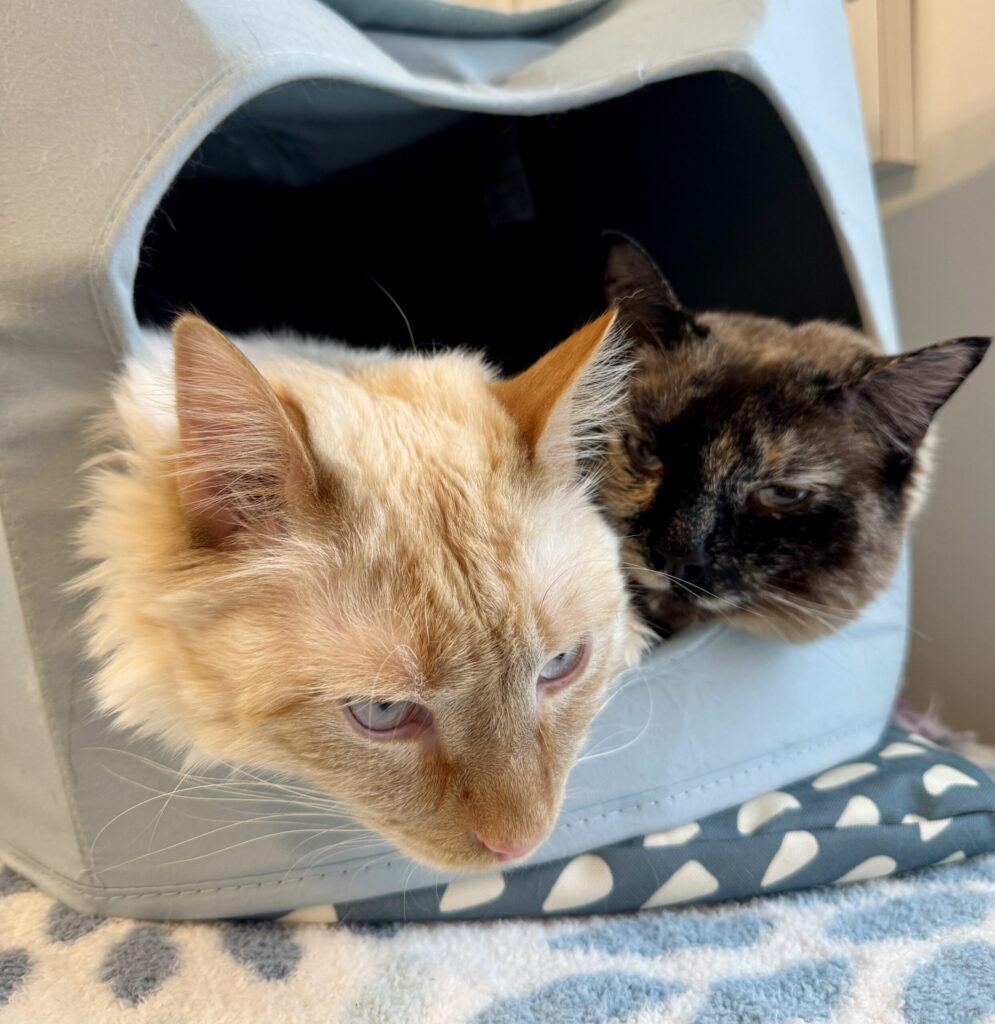 Two cats resting together in a soft pet bed, calm and relaxed.