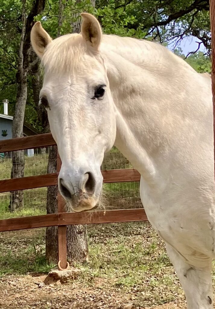 Light-colored horse standing by a fence