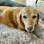 Noelle, a senior yellow Labrador Retriever resting on a soft gray blanket, looking gently toward the camera.