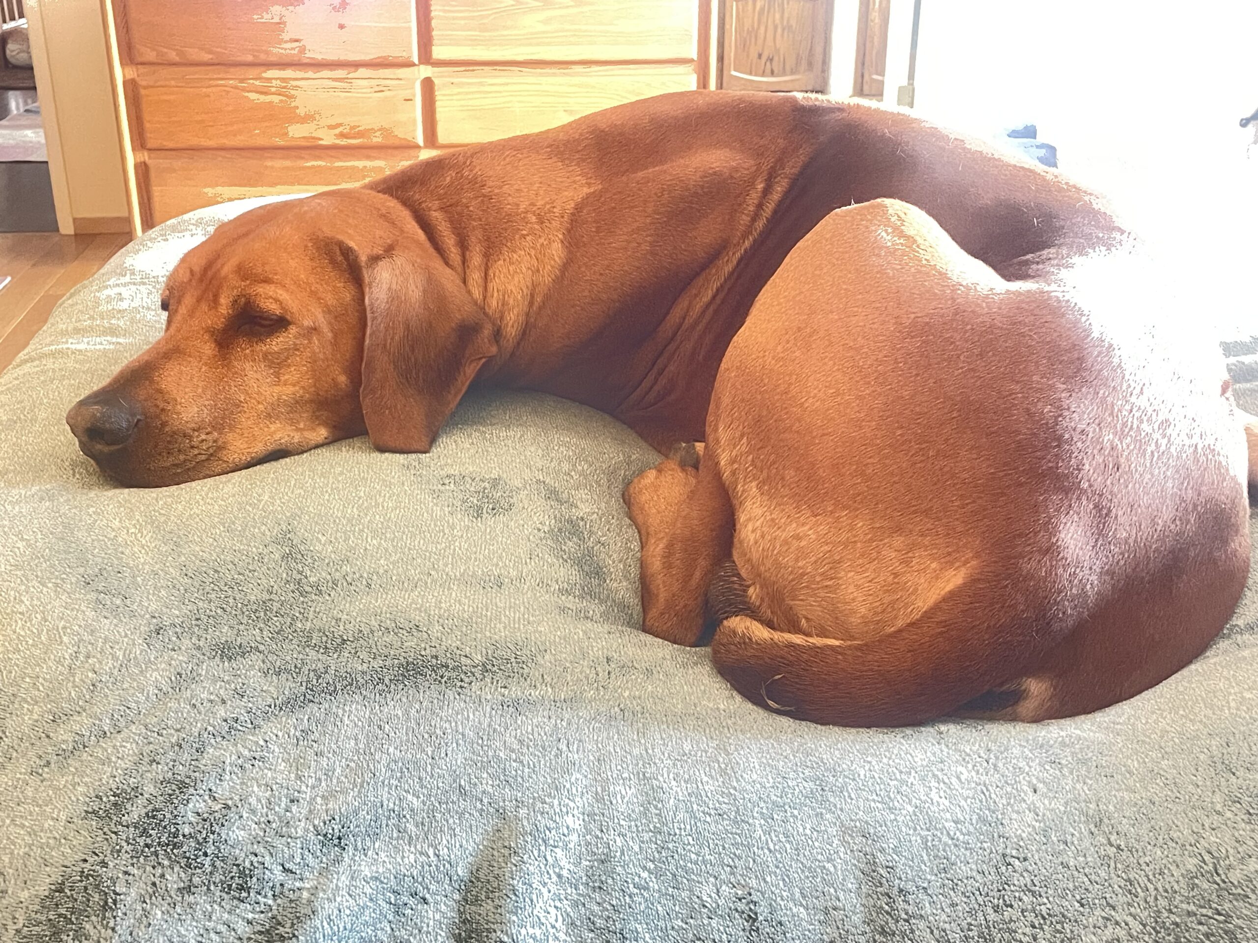 Dog resting peacefully on a bed during a Pet Meditation Circle session.