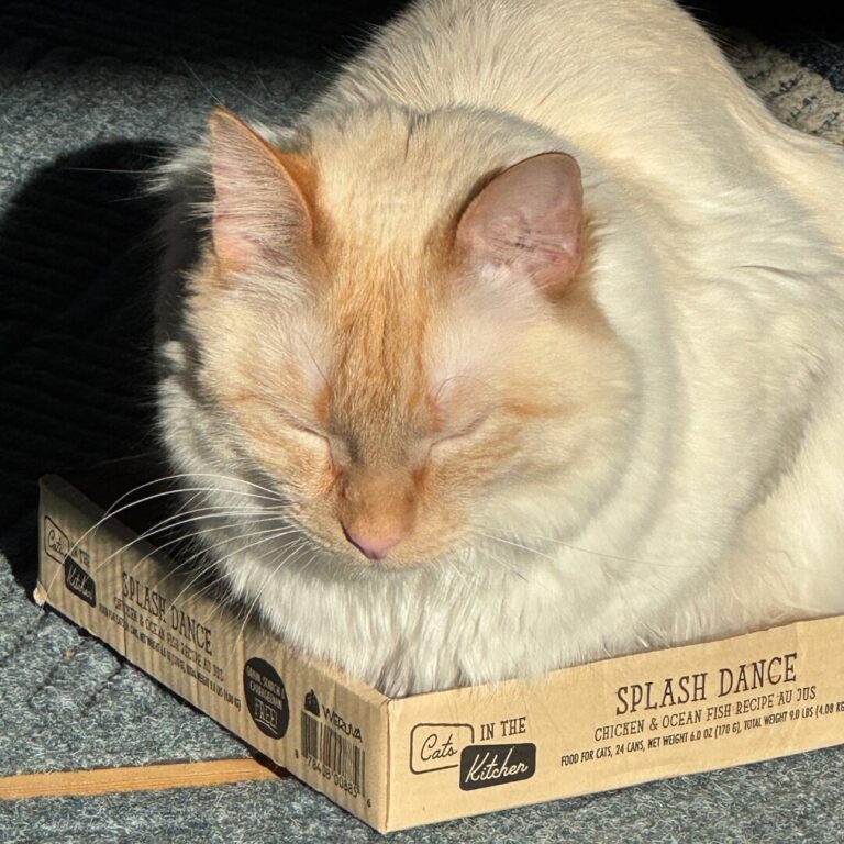 Finnegan, my flame point Siamese resting peacefully with eyes closed in a box during a Pet Meditation Circle