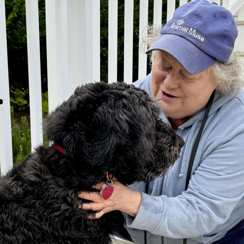Cat Malkin offering Animal Reiki to a black Labradoodle