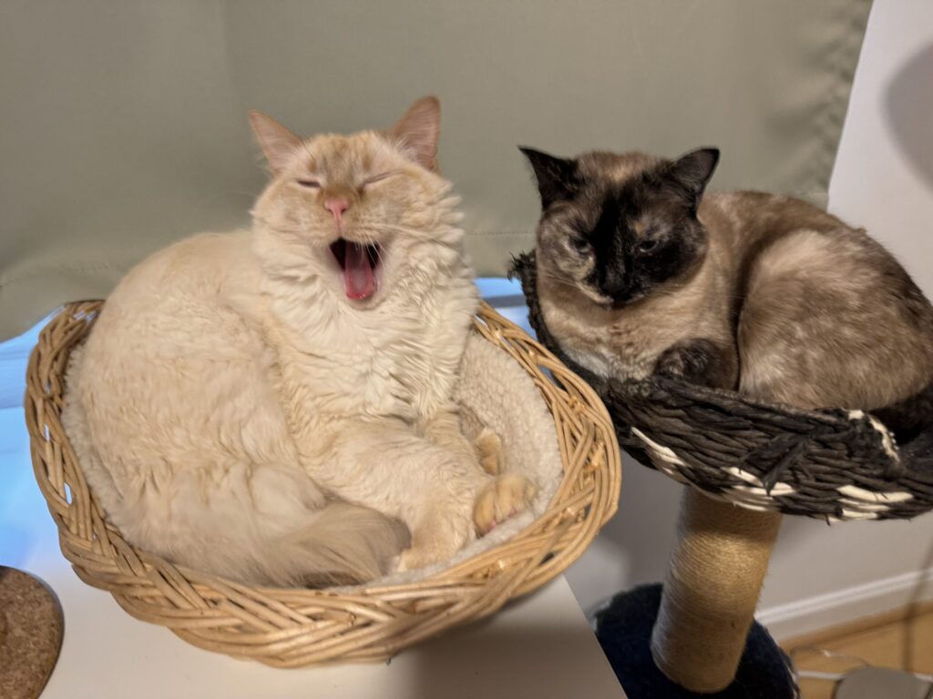 Cat's cats, Finnegan and Minnie resting together in a basket after receiving Reiki