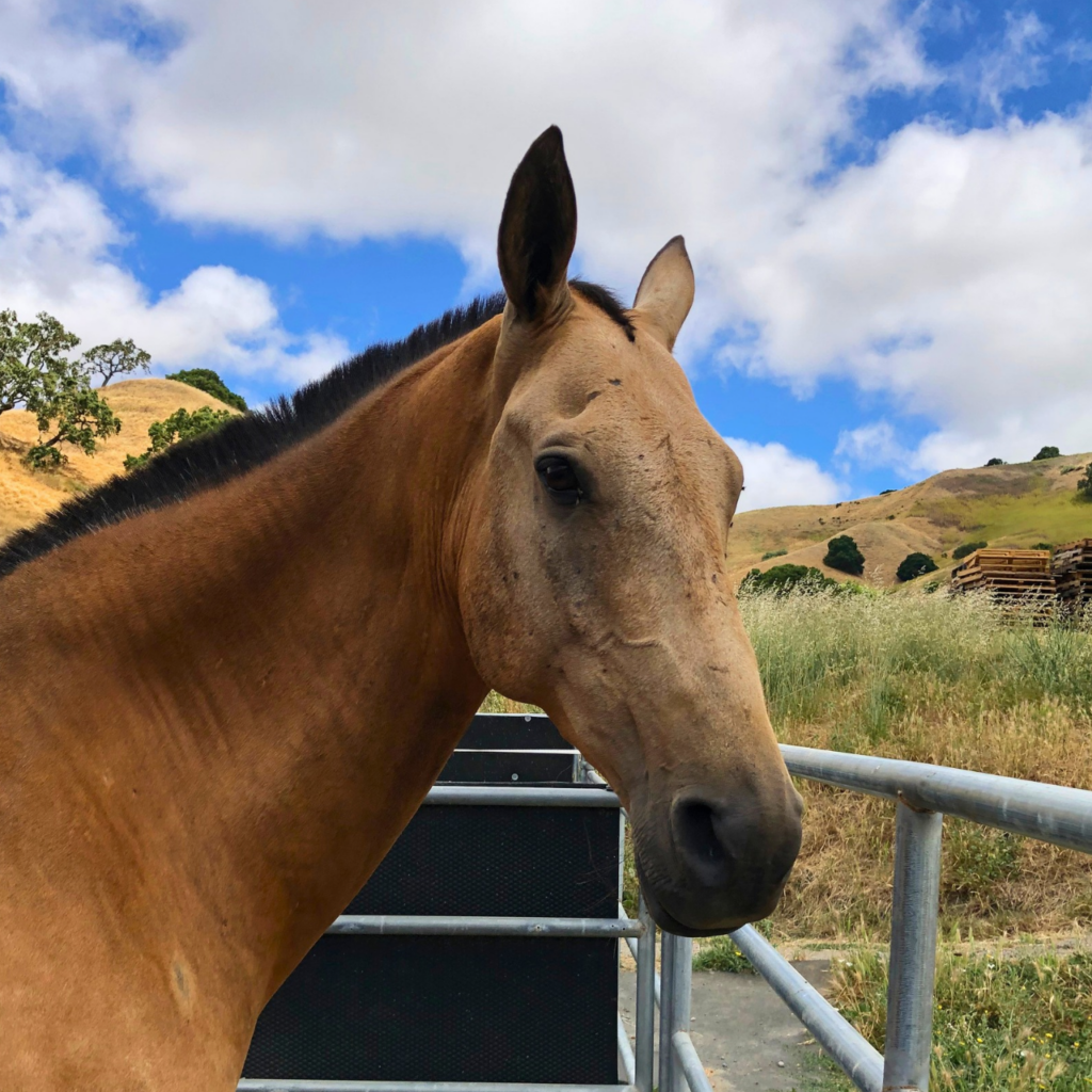 Xochul, a buckskin horse with a black mane, looking toward the camera against rolling hills.